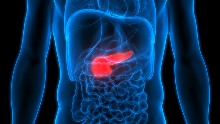 body and pancreas image